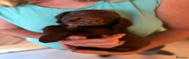 Cocker Spaniel 4