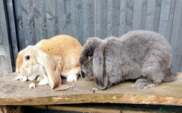 English Lop rabbits for sale: Giant engilsh lop  - Advert 3