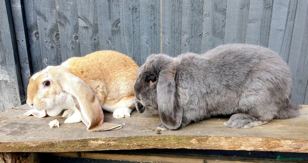 English Lop rabbits for sale: Giant engilsh lop  - Advert 3