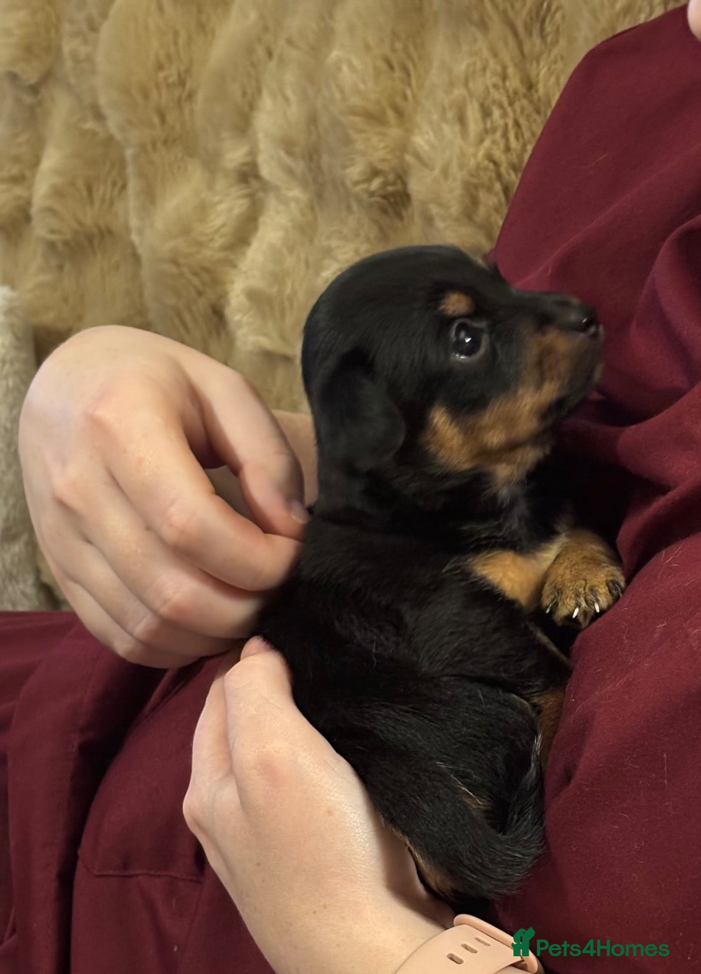 Jack Chi dogs for sale: 4 Gorgeous puppies for new loving homes - Advert 1