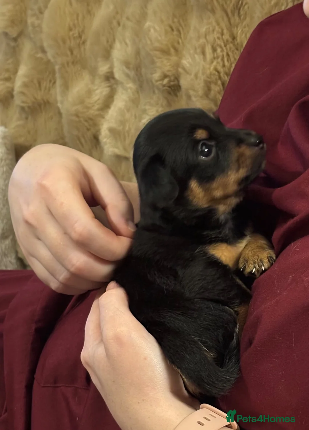 Jack Chi dogs for sale: 4 Gorgeous puppies for new loving homes - Advert 1