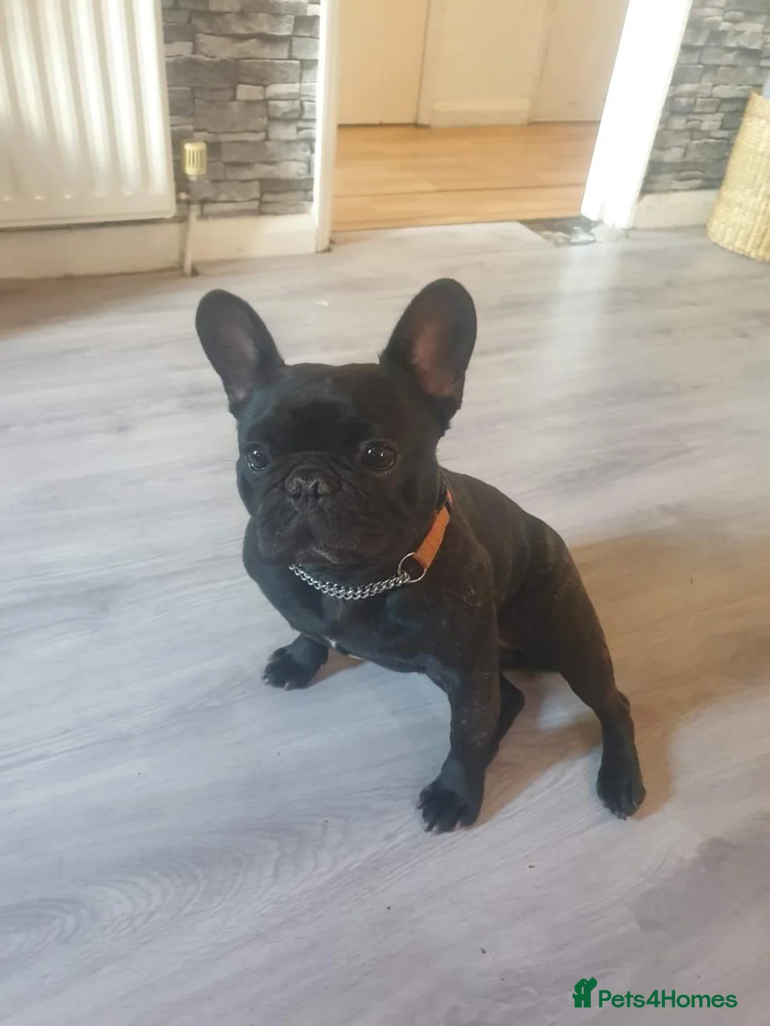 French Bulldog dogs for sale: Ruby  in Wolverhampton - Advert 1