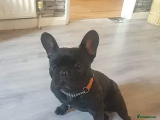 French Bulldog dogs Ruby - Advert 2