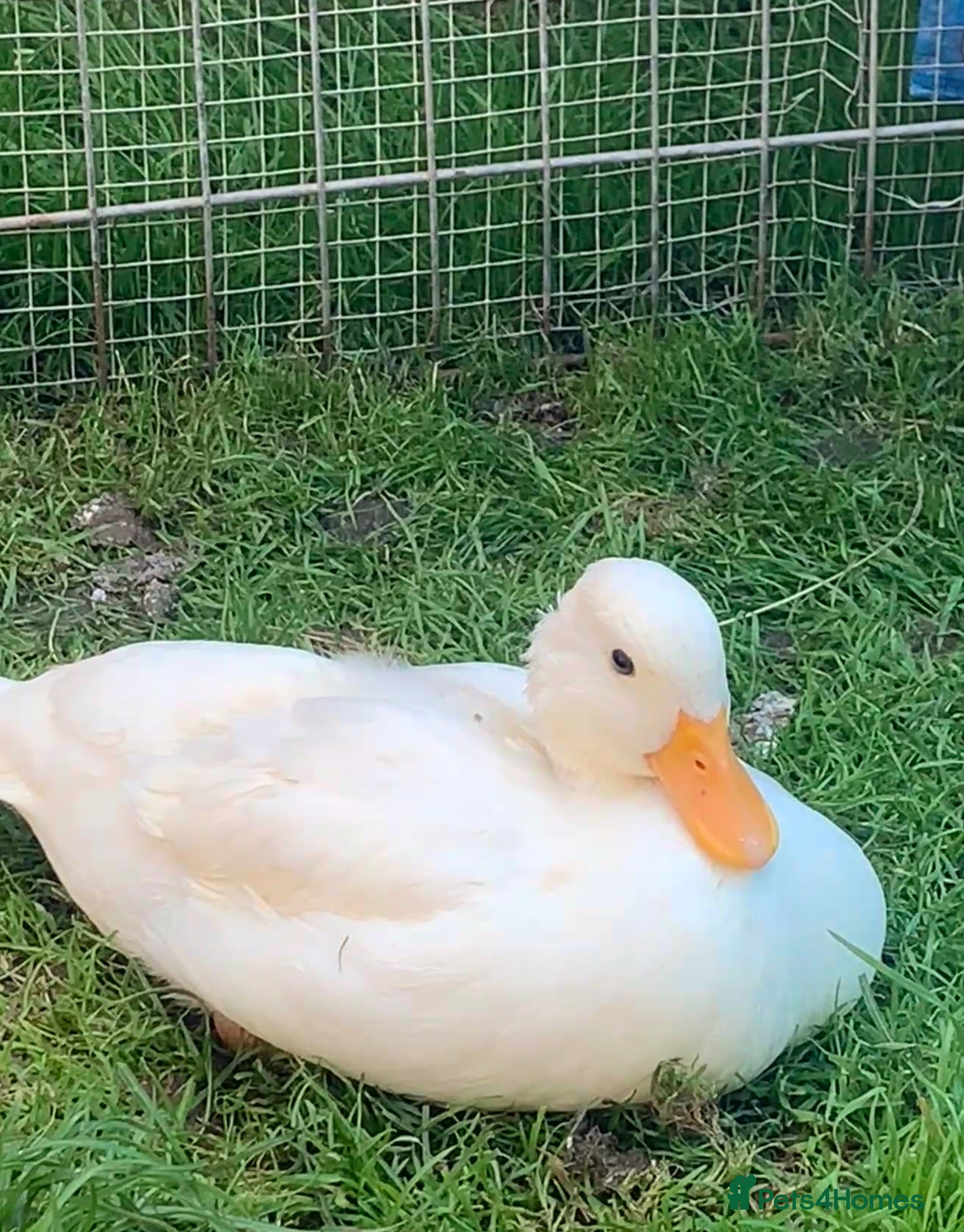 Ducks poultry Male call duck  - Advert 18