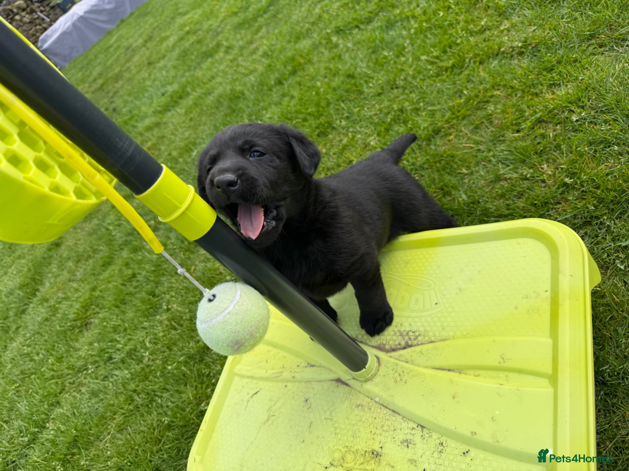 Labrador Retriever dogs Delightful KC registered litter  - Advert 2