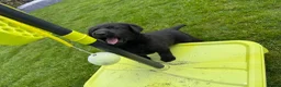 Labrador Retriever dogs for sale: Delightful KC registered litter  - Advert 2