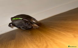 French Bulldog dogs for sale: BLUE & CREAM/TAN Isabella/pink carrying. - Image 26