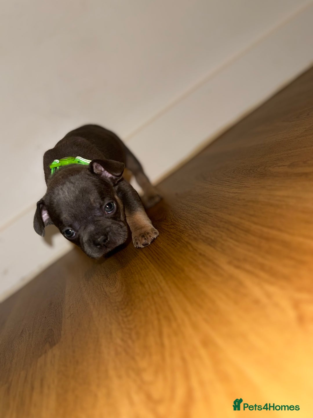 French Bulldog dogs for sale: BLUE & CREAM/TAN Isabella/pink carrying. - Image 26