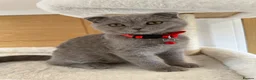Scottish Fold cats for sale: Champion BL Stunning Scottish kittens  - Advert 29