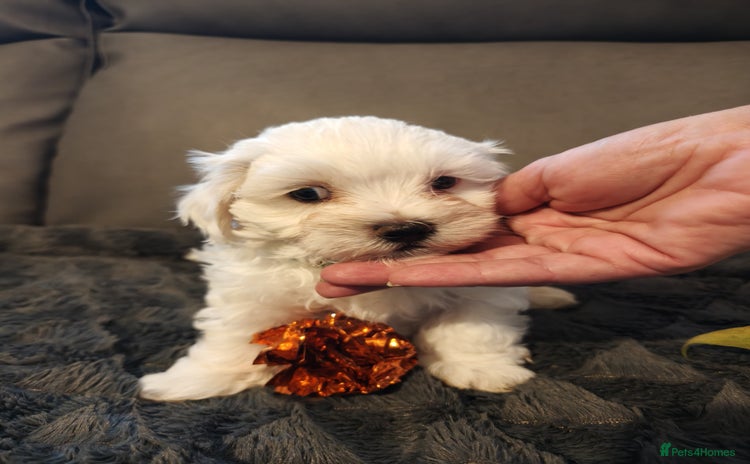 Maltipoo dogs - Advert 3