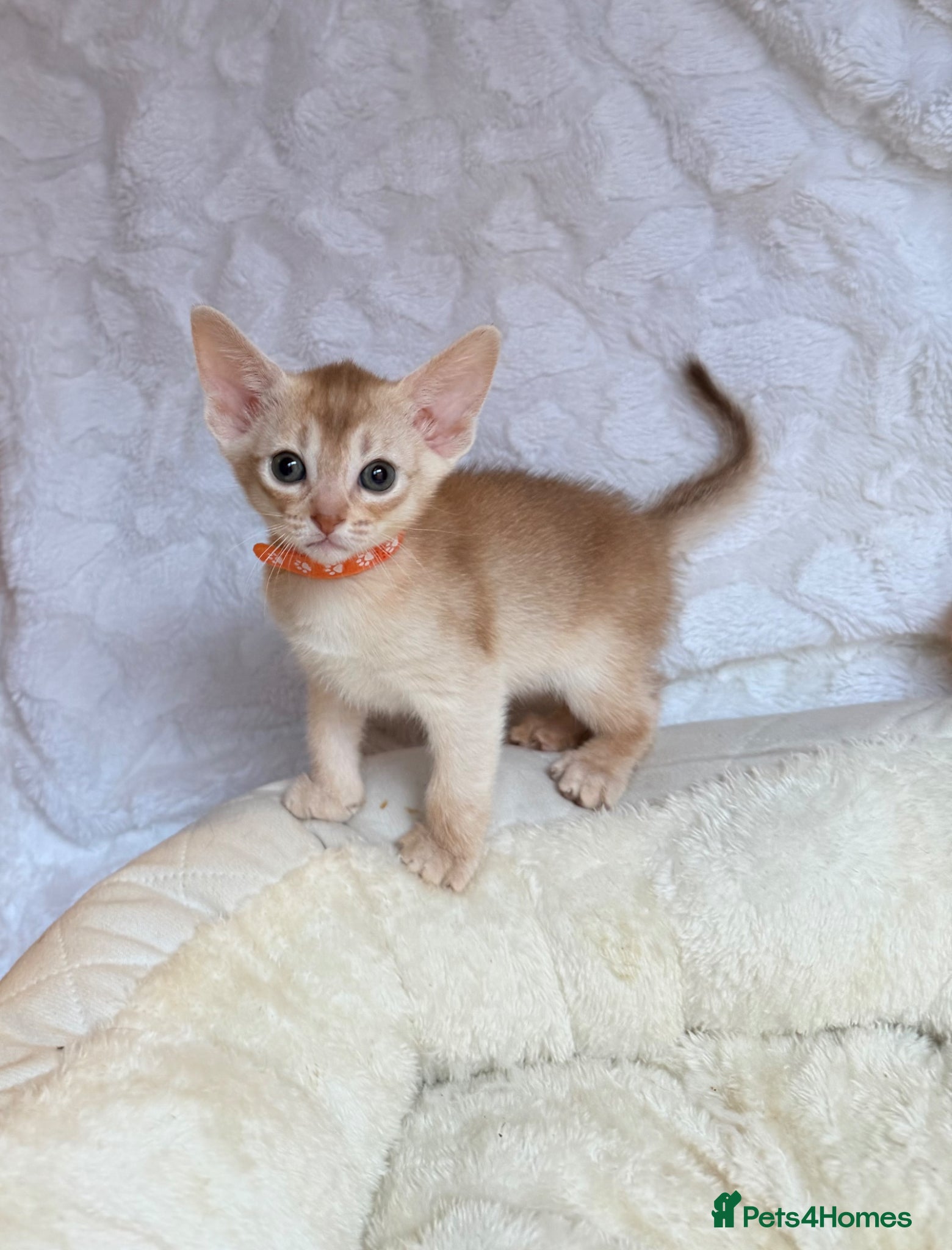 Abyssinian Kitten 5
