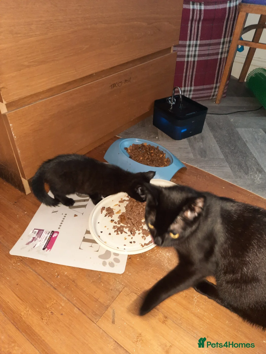 Mixed Breed cats for sale: We have not given her a name in Swanscombe - Advert 2