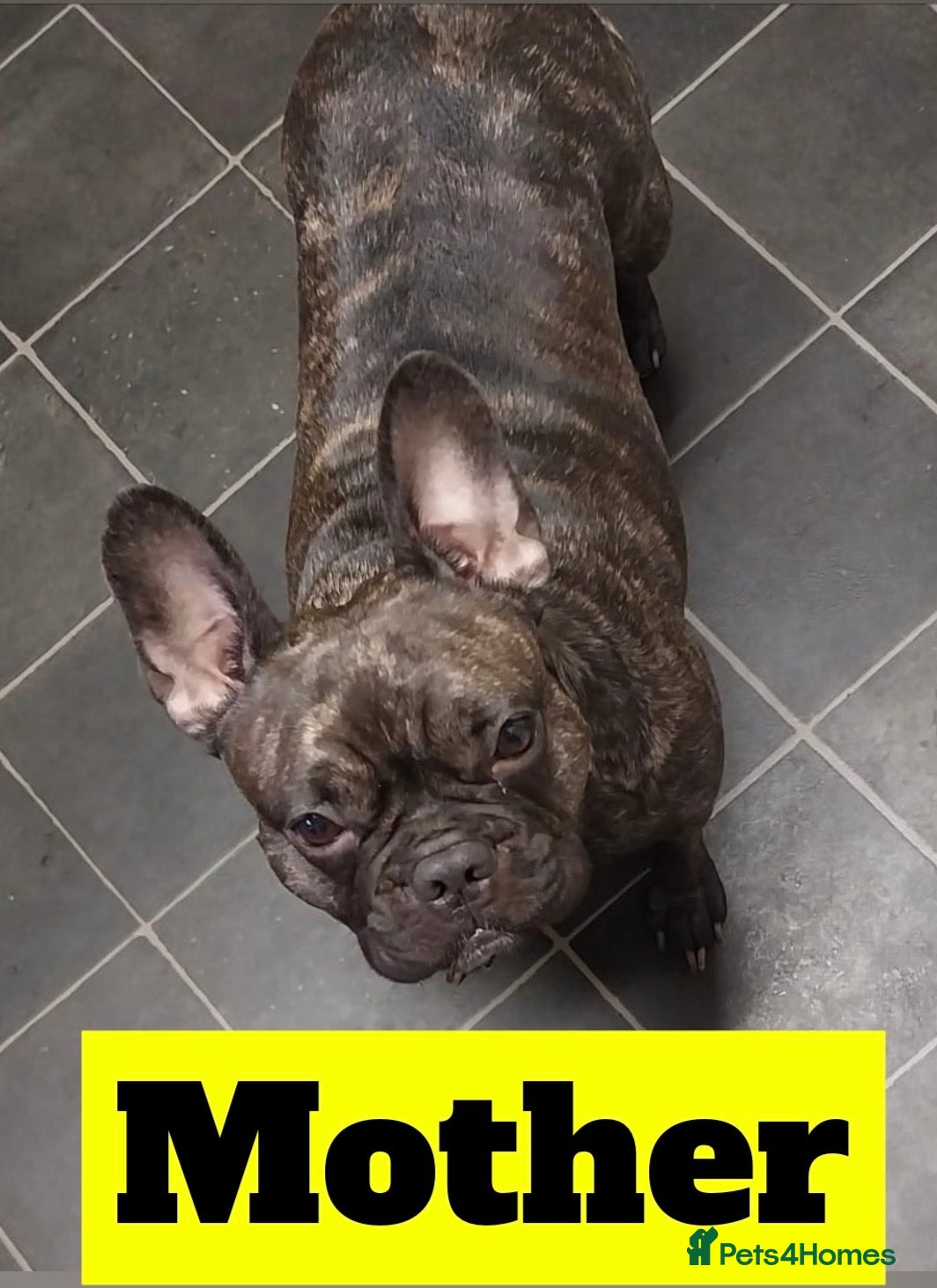 French Bulldog dogs X3 French bulldog puppies - Advert 1
