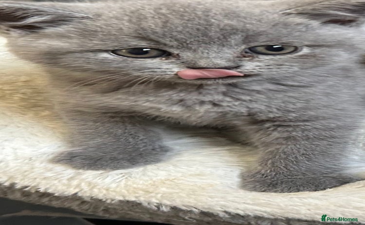 British Shorthair cats - Advert 1