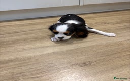 Cavalier King Charles Spaniel dogs for sale: Beautiful King Charles Cavalier puppies for sale  - Image 5