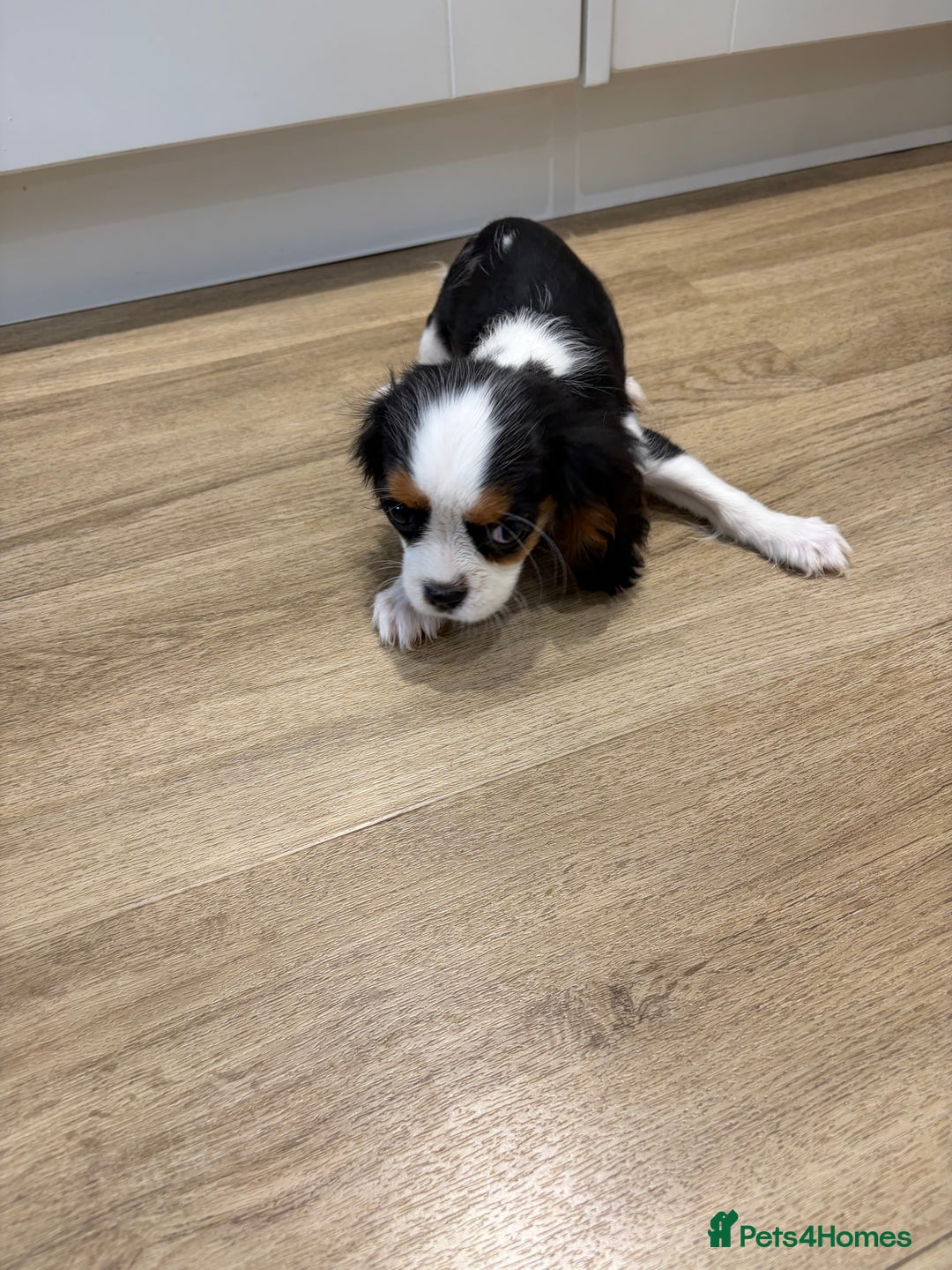 Cavalier King Charles Spaniel dogs for sale: Beautiful King Charles Cavalier puppies for sale  - Image 5