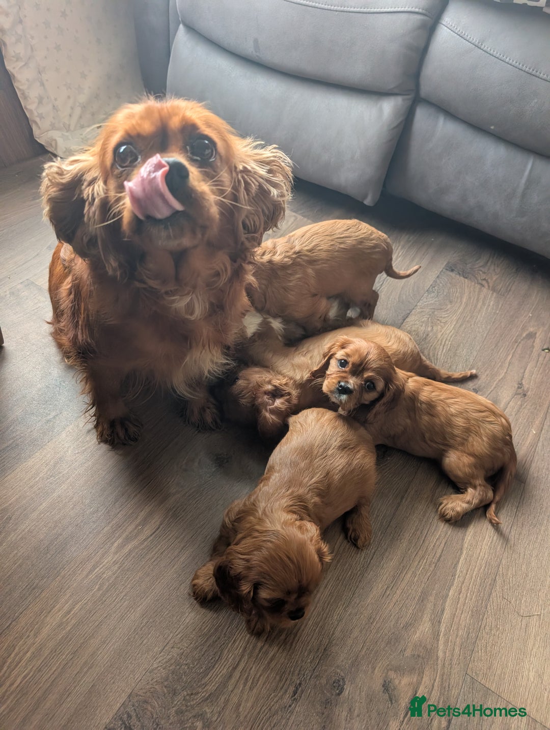 Cavalier King Charles Spaniel dogs for sale: 7 HEALTH TESTED & KC REG CAVALIERS - READY MONDAY - Advert 4
