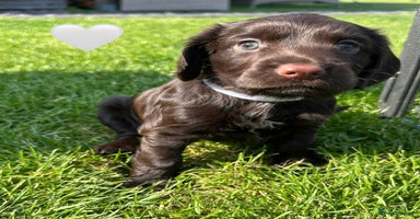 Sprocker dogs - Advert 8