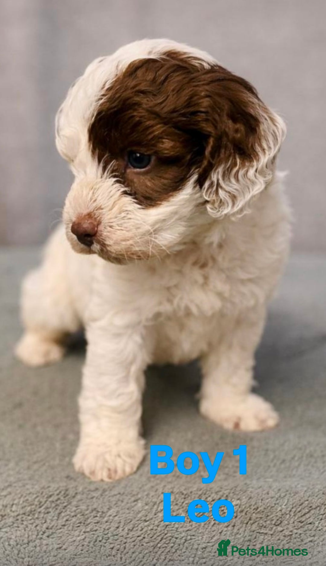 Cockapoo dogs for sale: Tanners gorgeous f1 cockapoos  - Advert 4