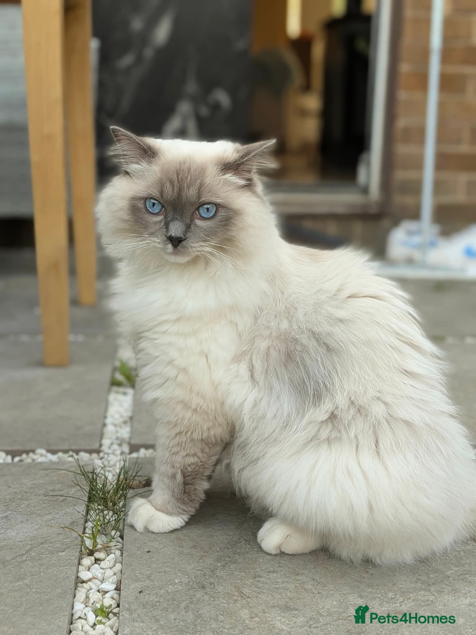 Ragdoll cats for sale: Beloved Ragdoll Boy Luno Seeking a Forever Home in Wakefield - Advert 2