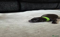 Labrador Retriever dogs for sale: Beautiful pedigree labrador puppies  - Image 12