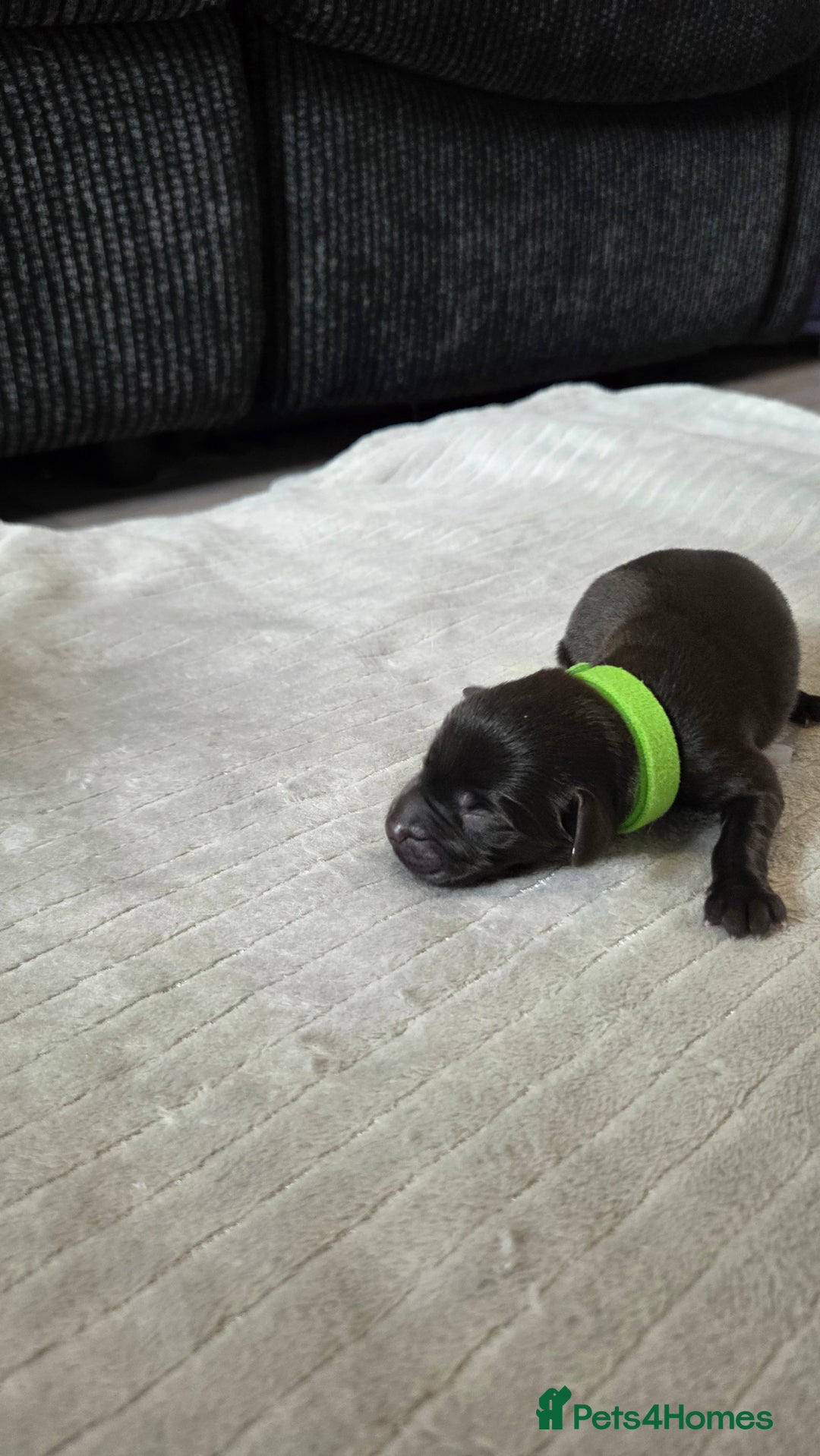 Labrador Retriever dogs for sale: Beautiful pedigree labrador puppies  - Image 12