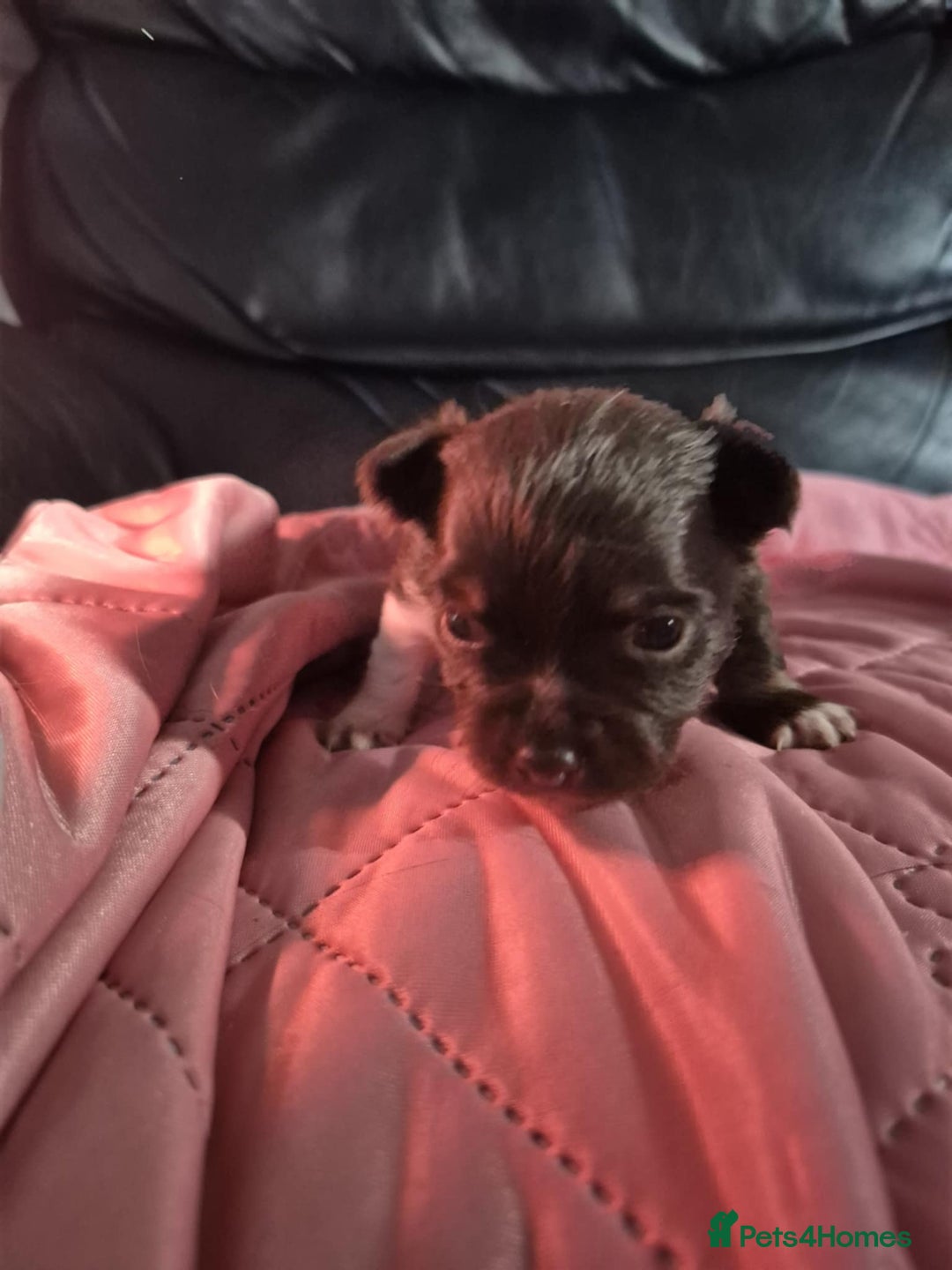 Chihuahua dogs for sale: Long haired Chihuahua  - Image 2