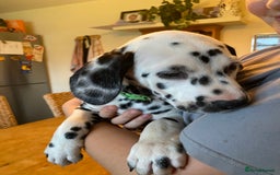 Dalmatian dogs for sale: Absolutely stunning liver puppy  - Image 21