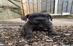 Cane Corso dogs for sale: Cane Corso puppies 9 week old 🫶❤️🫶 - Image 13