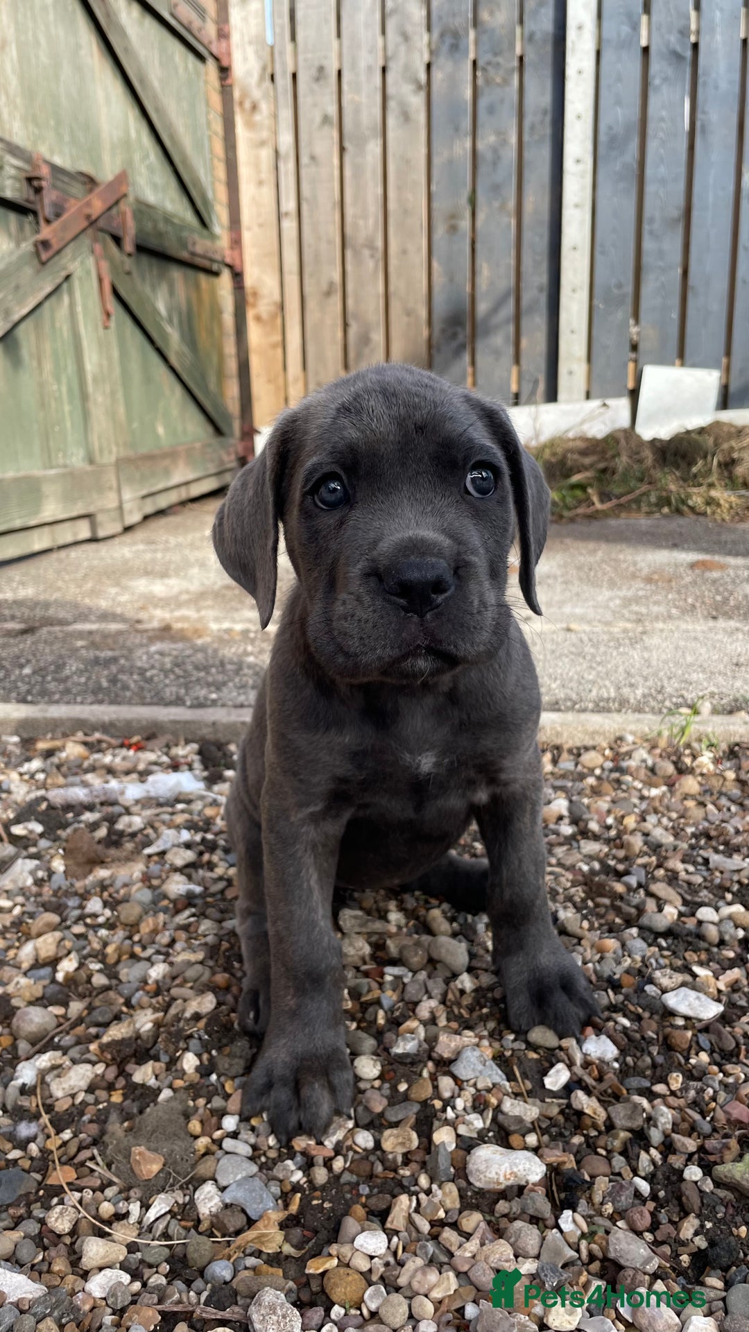 Cane Corso dogs for sale: Cane Corso puppies 9 week old 🫶❤️🫶 - Image 13