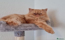 Persian cats for stud: Persian stud service  - Image 14