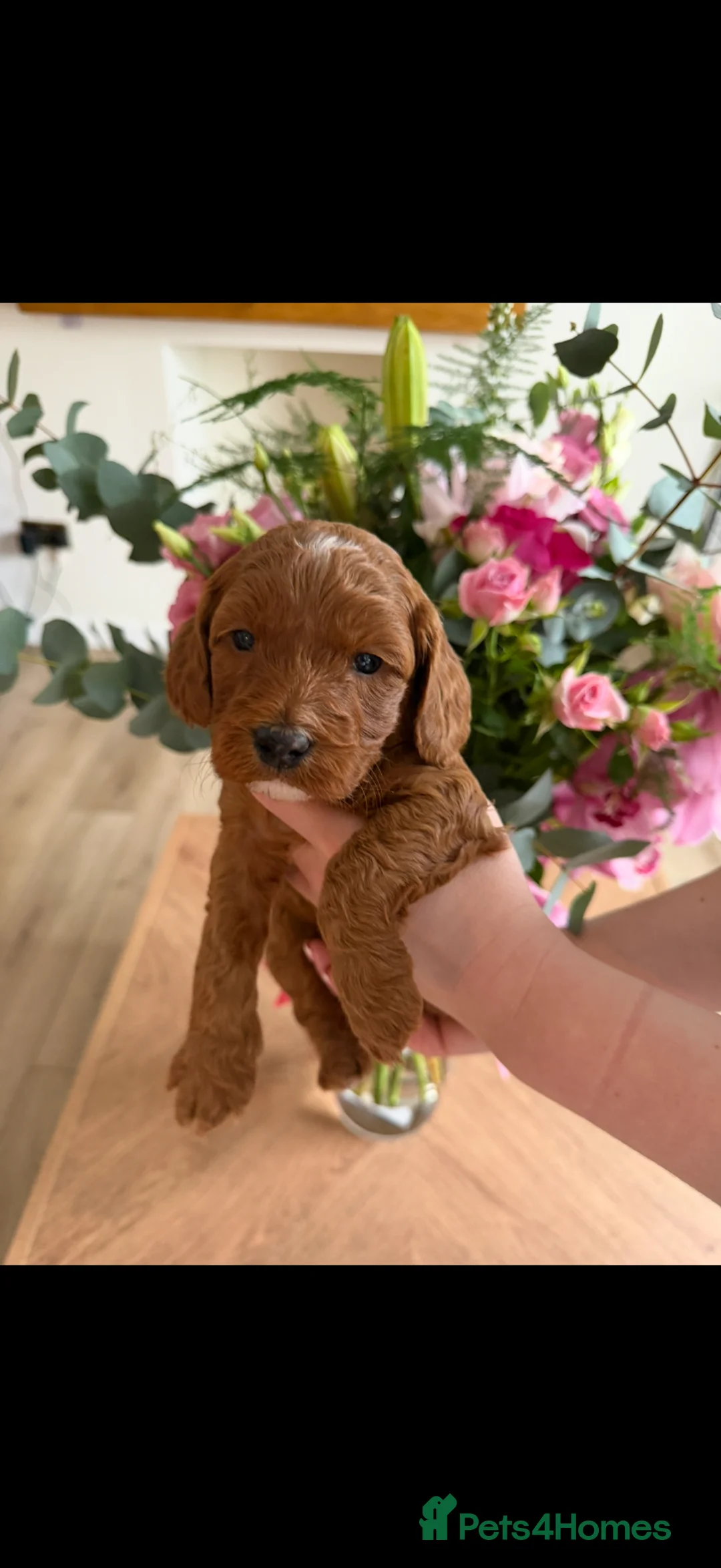 Cockapoo dogs for sale: 🌸🌸Extensively health tested F1 Cockapoo’s🌸🌸 - Advert 2