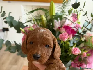 Cockapoo dogs 🌸🌸Extensively health tested F1 Cockapoo’s🌸🌸 - Advert 3
