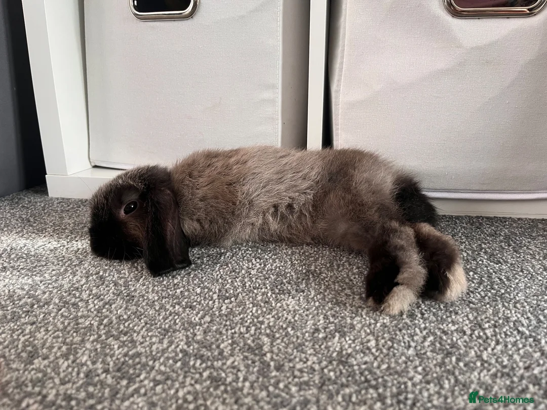 Mini Lop rabbits for sale: Roger the mini lop in Pudsey - Advert 2