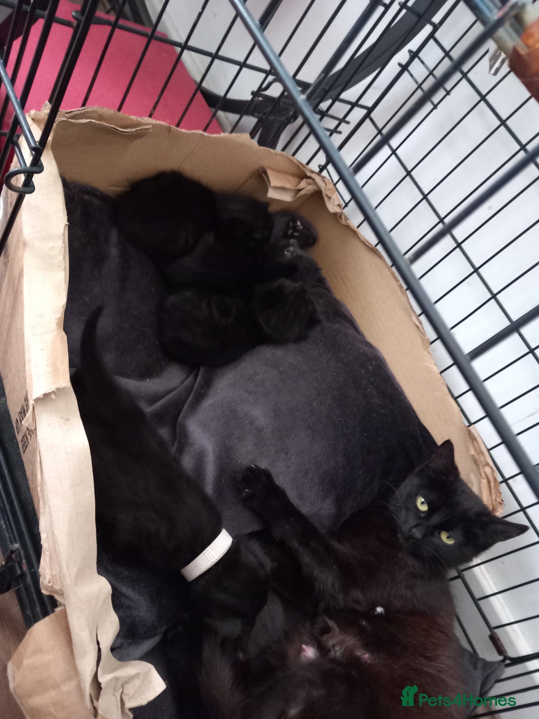 Domestic Shorthair cats for sale: Last beauty left, fluffy short hair small kitten - Image 6
