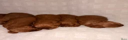 Cavapoo dogs for sale: 5⭐️ toy cavapoo puppy’s  - Advert 5