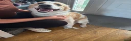 Mixed Breed dogs for sale: Mixed breed puppy  - Advert 2