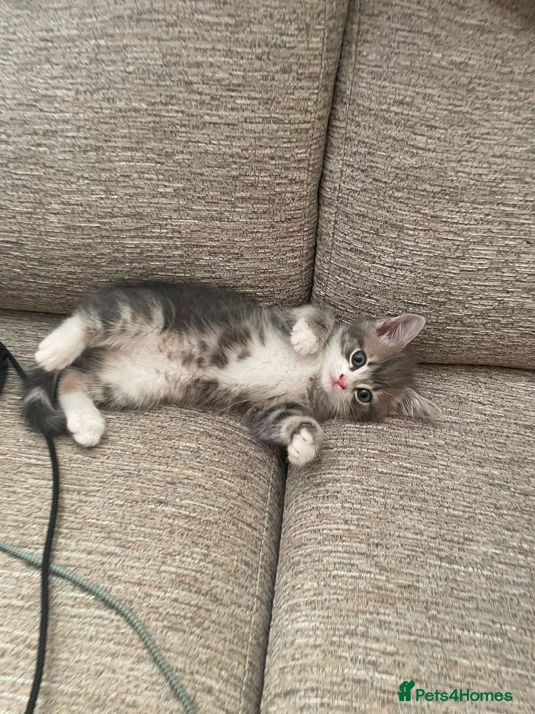 Mixed Breed cats for sale: Beautiful female tabby ready for her forever home in Warrington - Advert 2