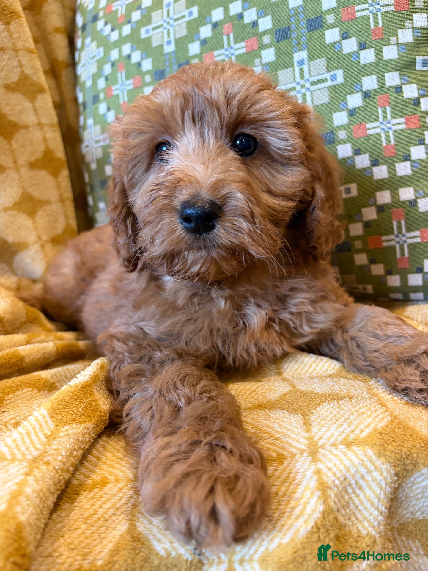 Cockapoo dogs cockapoo puppies ready friday*licensed breeder* - Advert 1