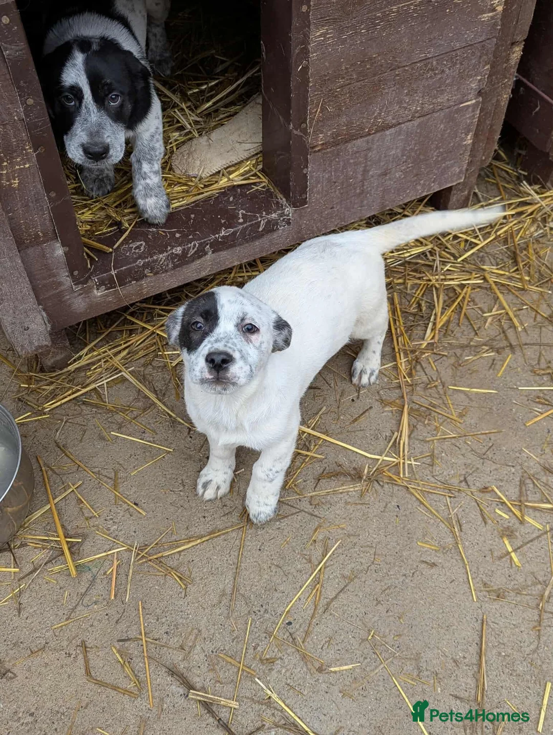 Mixed Breed dogs for adoption: Patch 🤎 - Advert 3