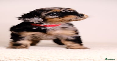 Mixed Breed dogs - Advert 2