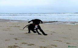 Springador dogs for sale: 5 MONTH OLD BOY REHOME BLACK SPRINGADOR - Advert 1