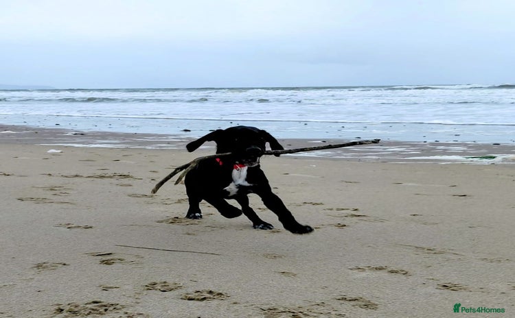 Springador dogs 5 MONTH OLD BOY REHOME BLACK SPRINGADOR - Advert 3