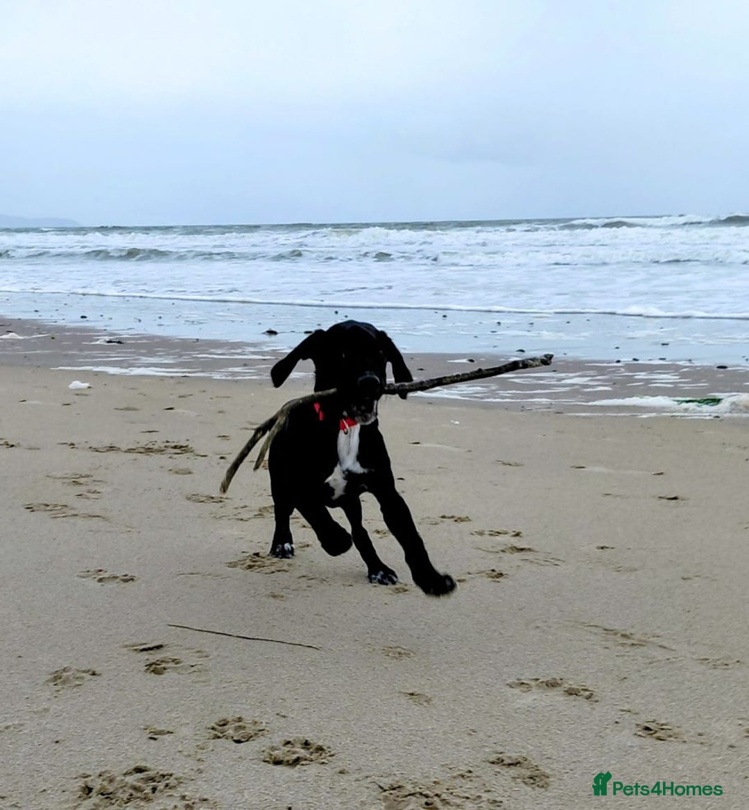 Springador dogs for sale: 5 MONTH OLD BOY REHOME BLACK SPRINGADOR - Advert 1