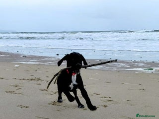 Springador dogs 5 MONTH OLD BOY REHOME BLACK SPRINGADOR - Advert 1