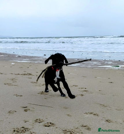 Springador dogs 5 MONTH OLD BOY REHOME BLACK SPRINGADOR - Advert 3