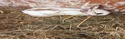 Mini Lion Lop rabbits for sale: Mini lion lops  - Advert 2