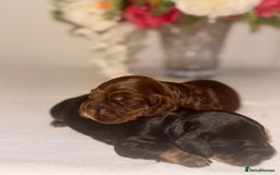 Cocker Spaniel dogs for sale: 🐶🐾beautiful show cocker spaniel puppy’s 🐶🐾 - Image 21