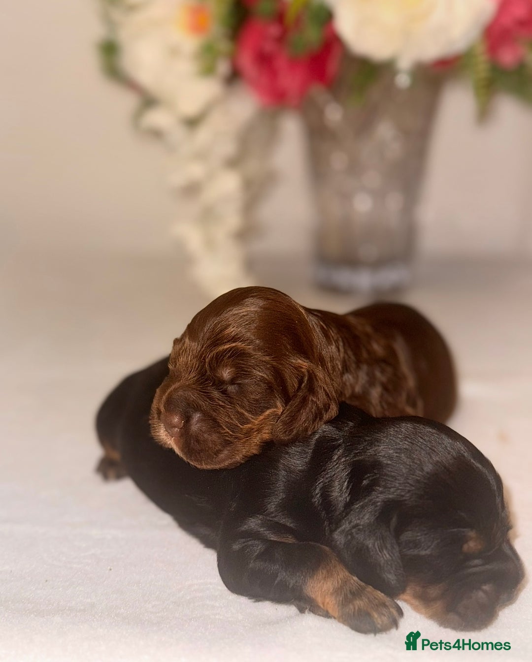 Cocker Spaniel dogs for sale: 🐶🐾beautiful show cocker spaniel puppy’s 🐶🐾 - Image 21