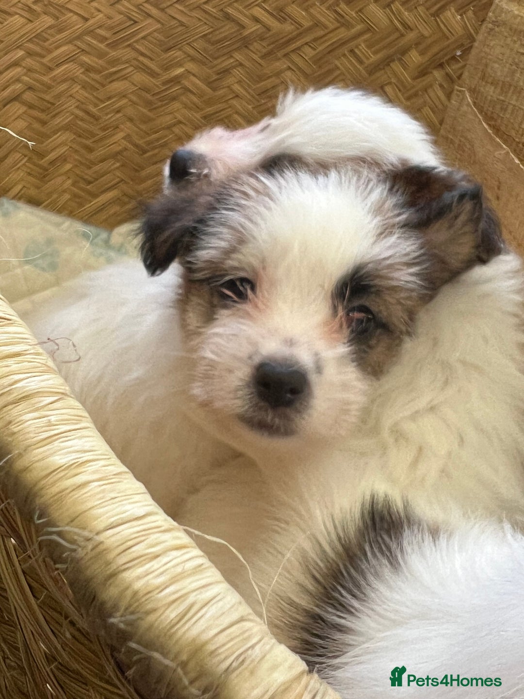 Jack Russell dogs for sale: KC registered rough coated JR pups - Advert 9
